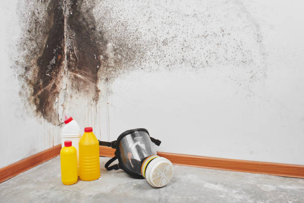 Best Fast Mold Removal  in Shrewsbury, NJ