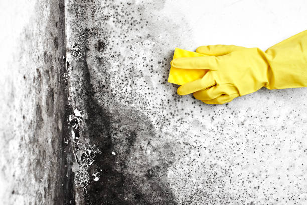 Best Mold Removal Company Near Me  in Shrewsbury, NJ