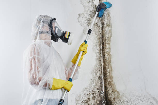 Best Emergency Mold Removal  in Shrewsbury, NJ
