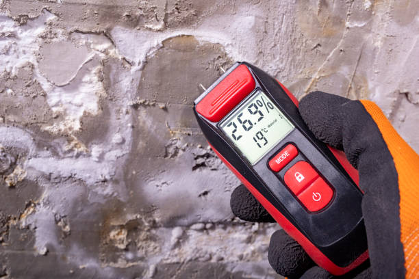 Best Best Mold Removal Companies  in Shrewsbury, NJ