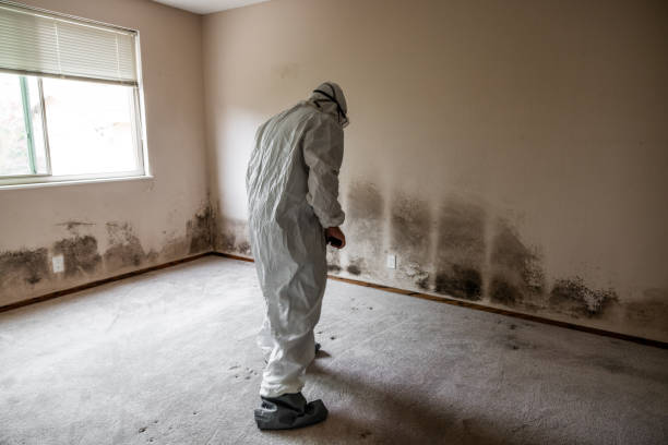 Best Commercial Mold Removal  in Shrewsbury, NJ