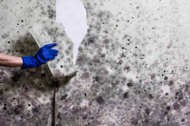 Best Mold Removal Process  in Shrewsbury, NJ