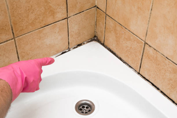 Best Toxic Mold Removal  in Shrewsbury, NJ
